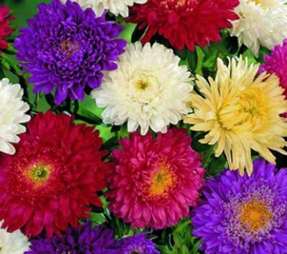 Picture of Aster - Super Princess Mixed
